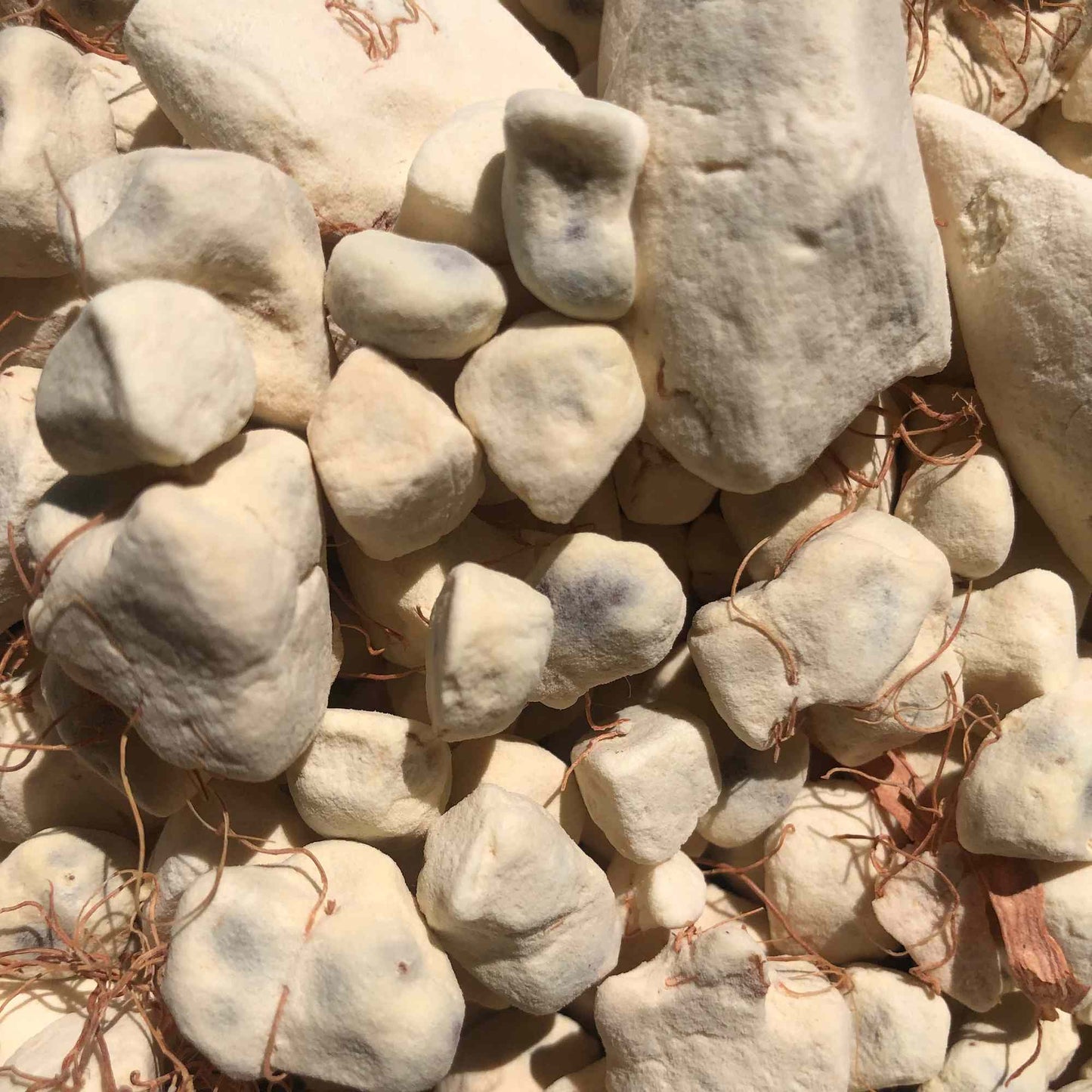 Graines de Pulpe de Baobab 150g BAOBA