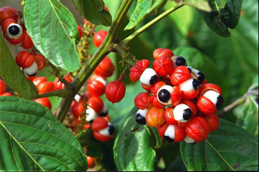 Le guarana