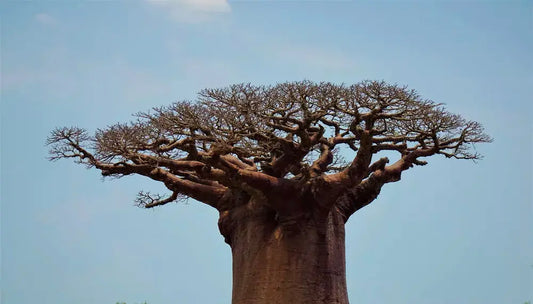 Le-Cycle-de-Vie-du-Baobab-un-Voyage-Botanique-Fascinant Baoba