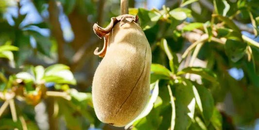 Le-Fruit-du-Baobab-Ce-Super-Aliment-Venu-d-Afrique-Qui-Séduit-le-Monde-Entier Baoba