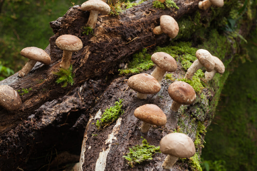 shiitake
