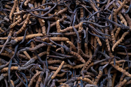 Cordyceps sport