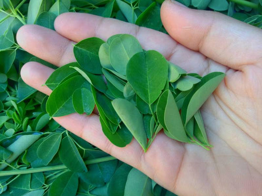 danger du moringa