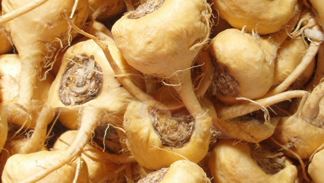 Les Bienfaits du Maca : Découvrez les Secrets de cette Racine Péruvienne Extraordinaire